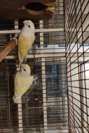 Love Bird Adult Pair