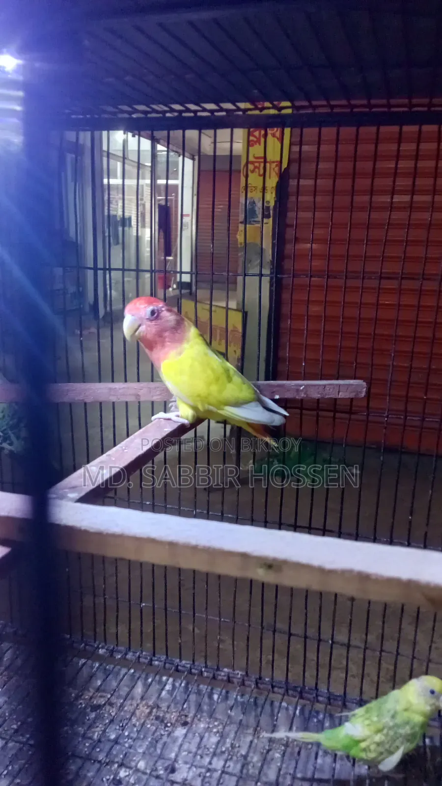 Running Female for Sale