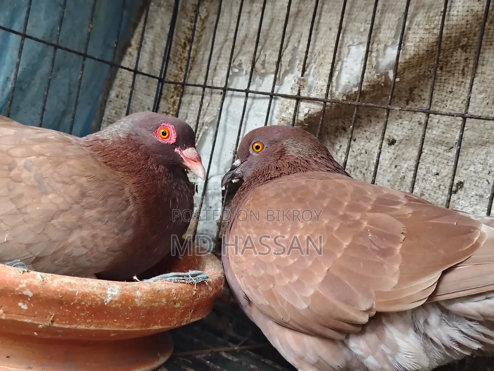 Pigeon Running Pair