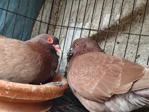 Pigeon Running Pair