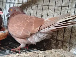 Pigeon Running Pair