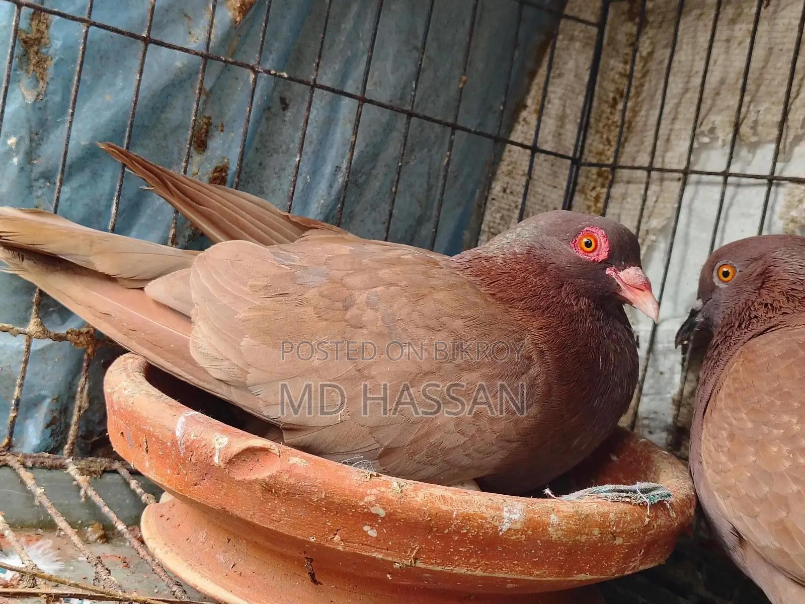Pigeon Running Pair