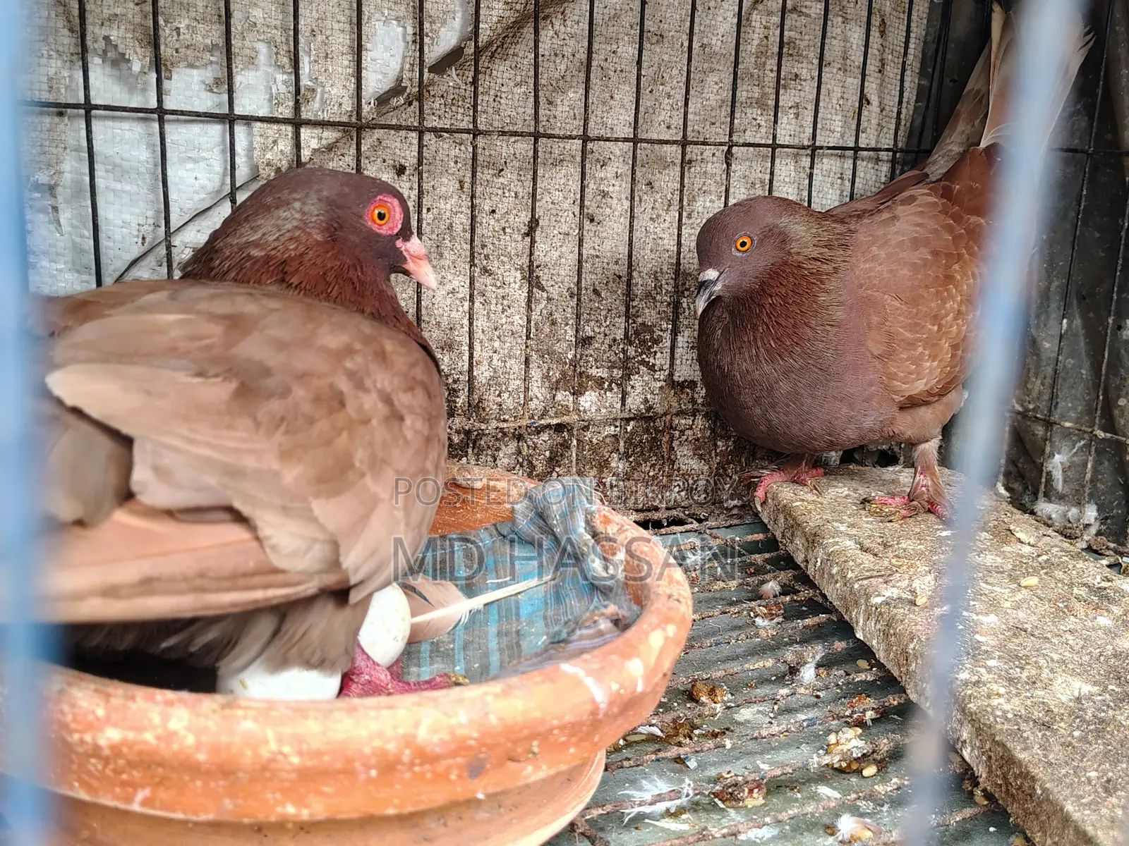 Pigeon Running Pair
