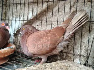 Pigeon Running Pair