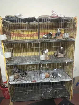 খাচা বিক্রি হবে ৮ রুমের