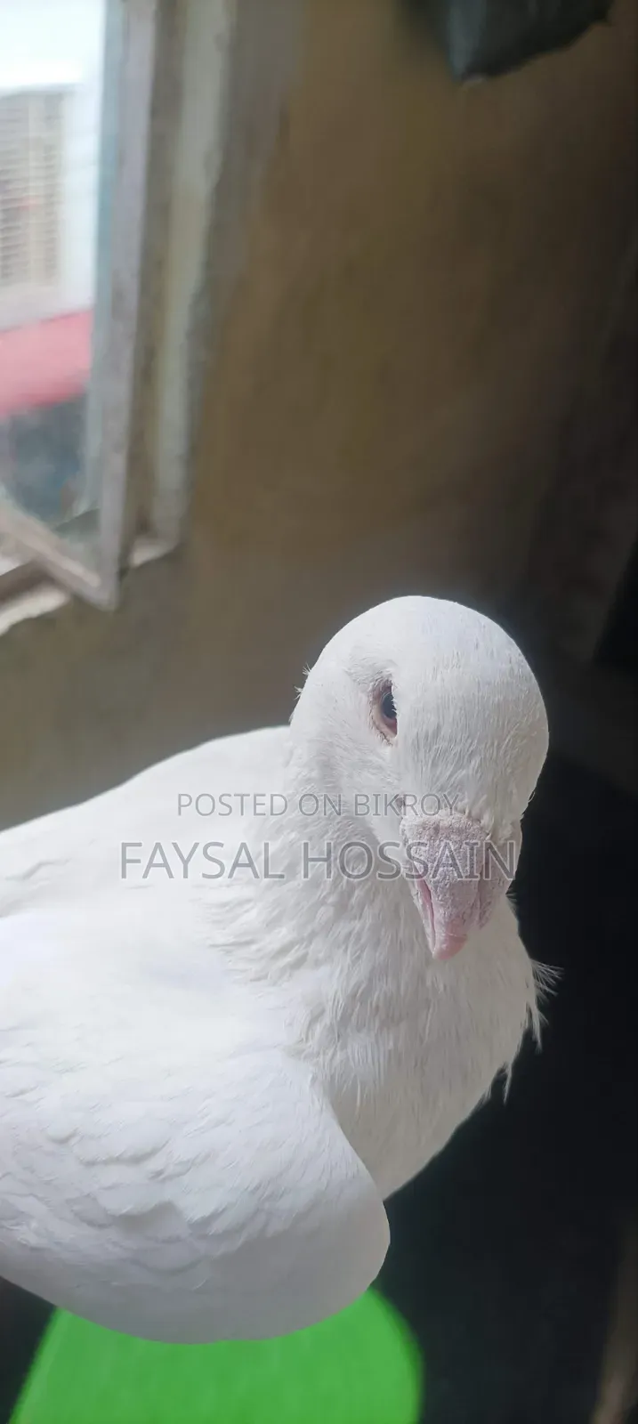 Beauty Huma Cock