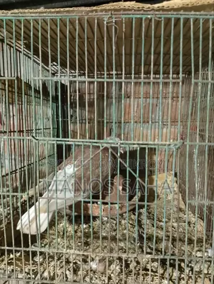 Pigeon / Bird Cage