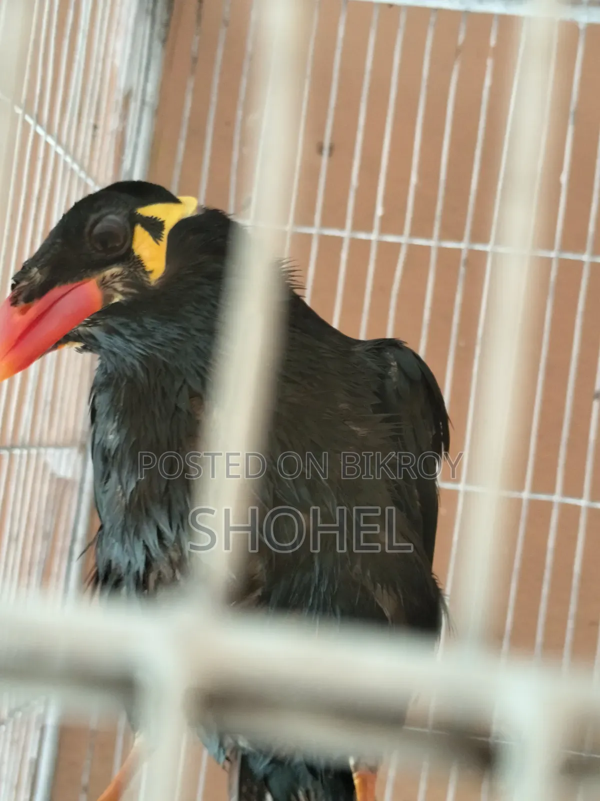 Talking Myna Bird