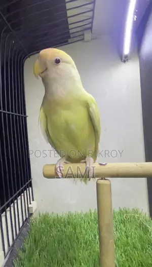 Lovebird Female