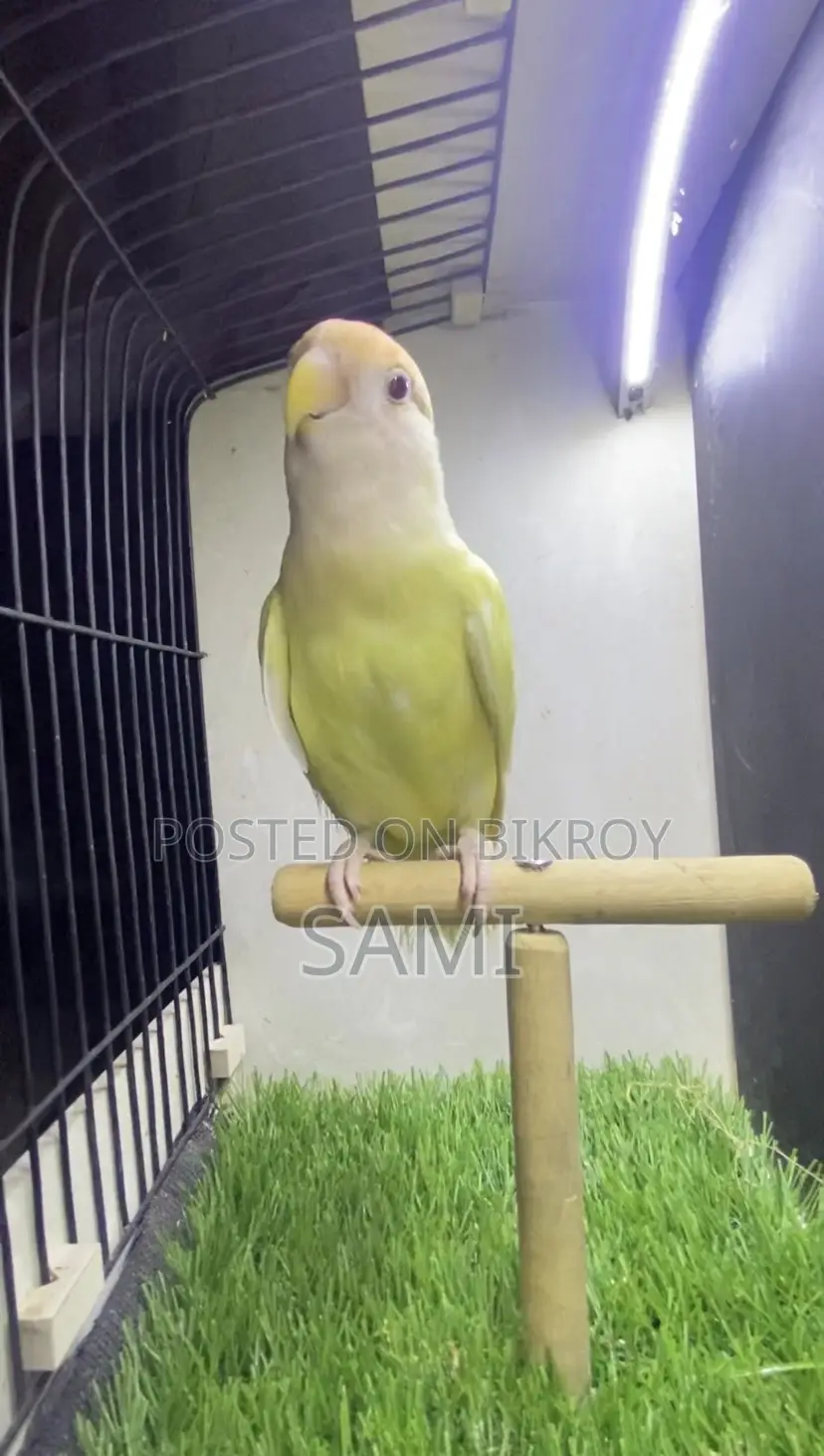 Lovebird Female