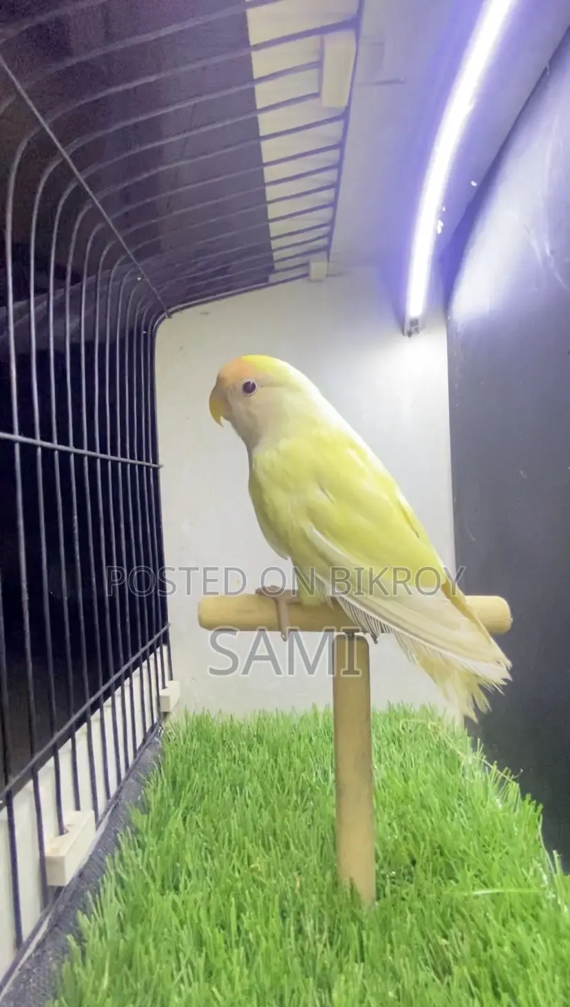 Lovebird Female