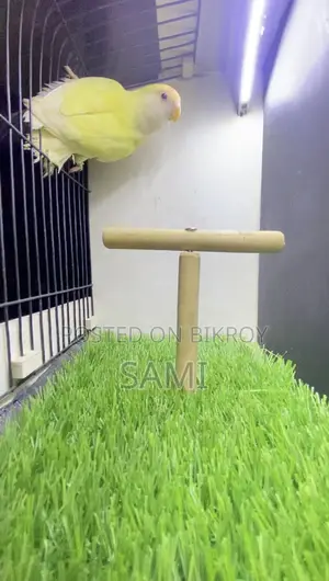 Lovebird Female