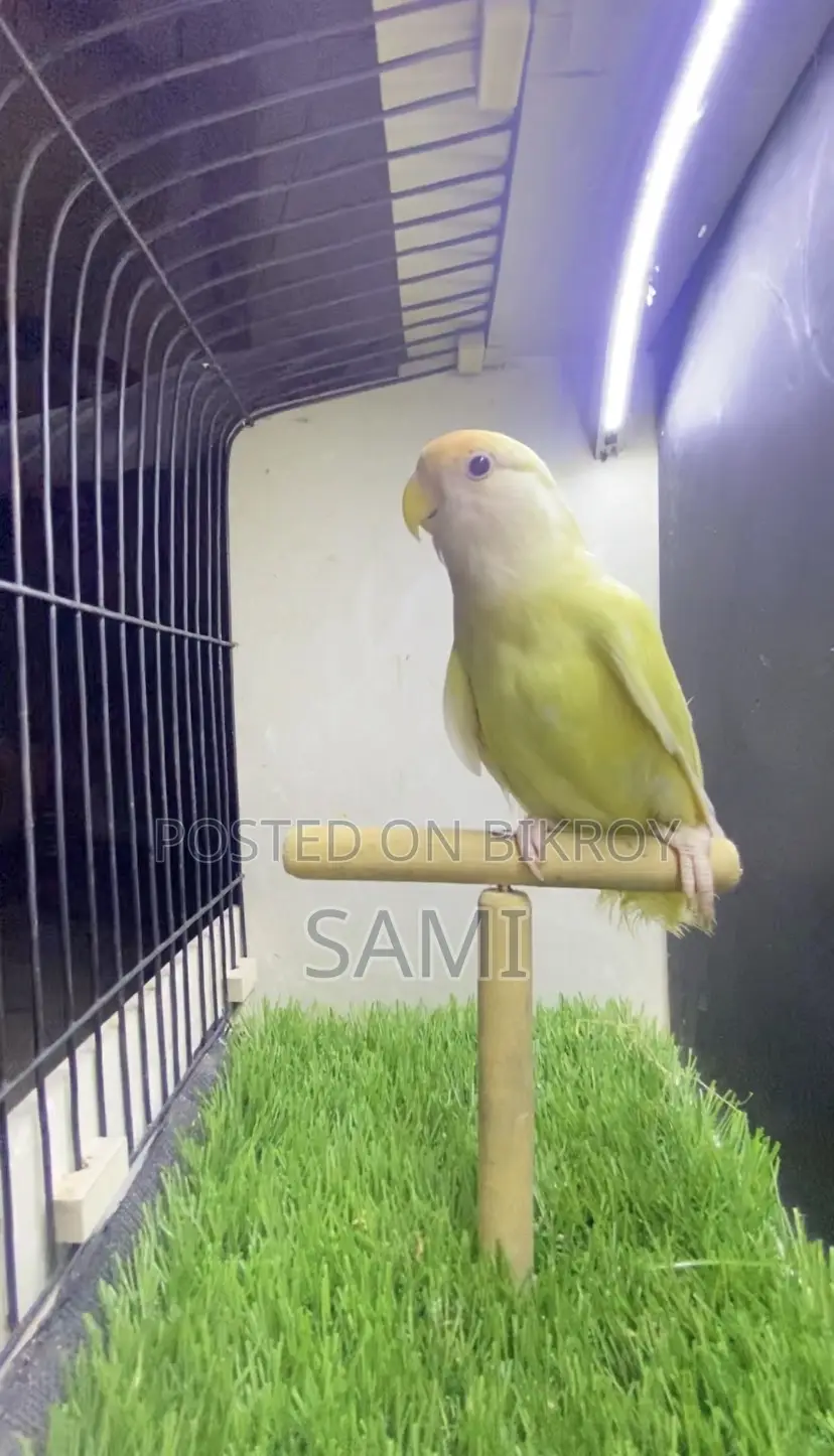 Lovebird Female