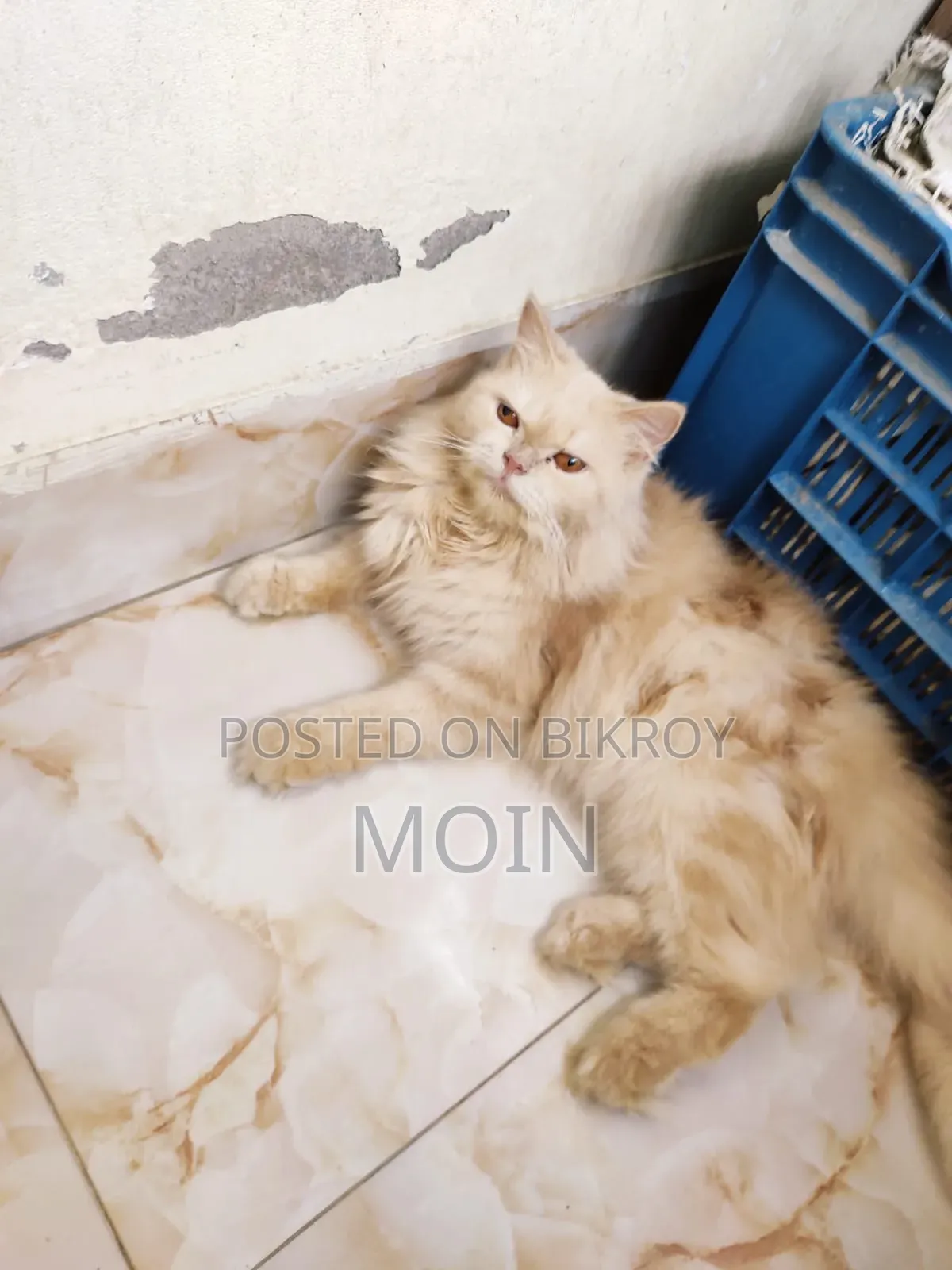 6-12 Months Female Purebred Persian