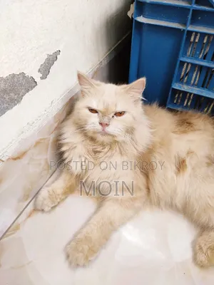 6-12 Months Female Purebred Persian