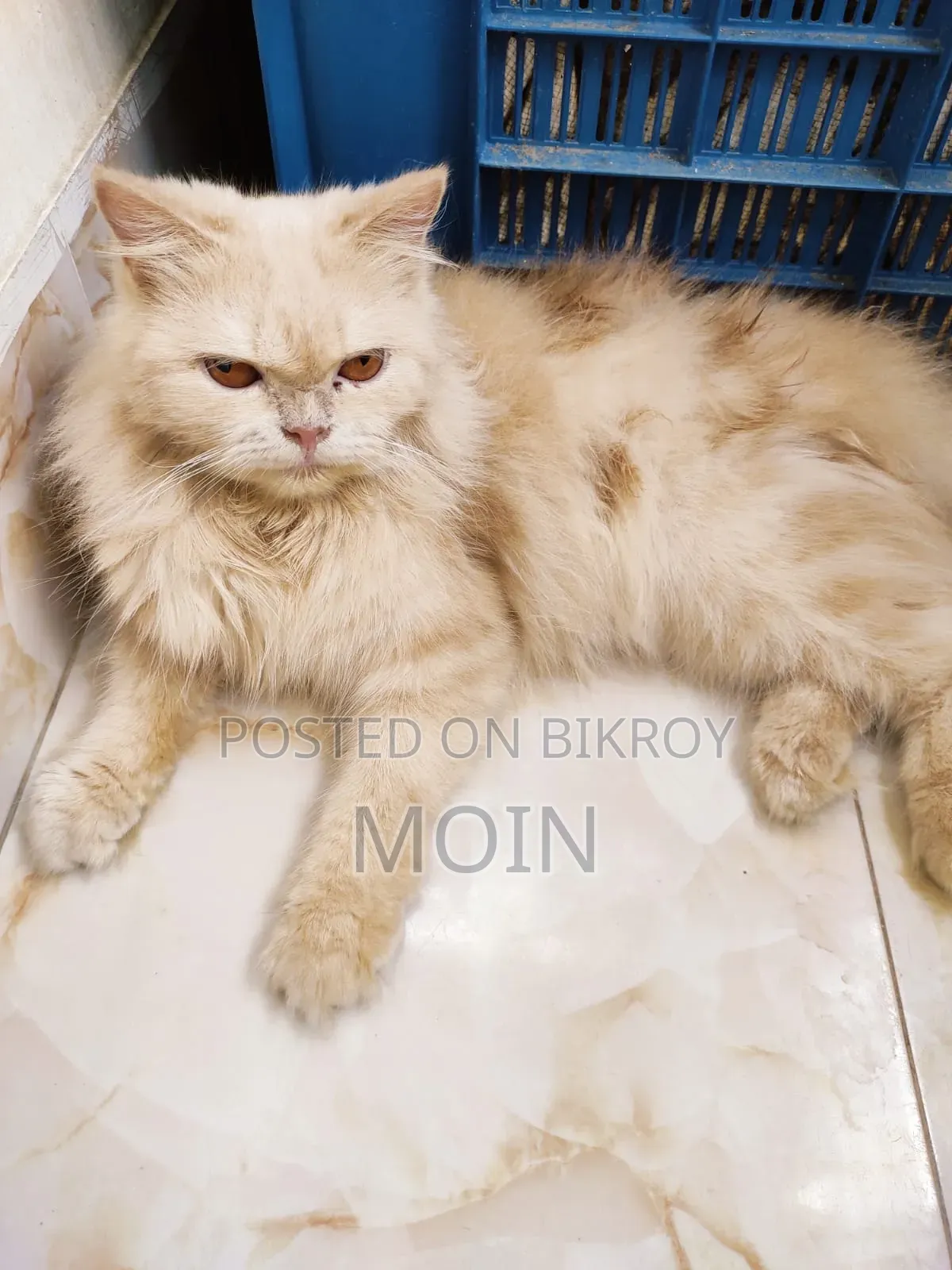 6-12 Months Female Purebred Persian