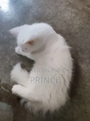 3-6 Months Female Purebred Persian