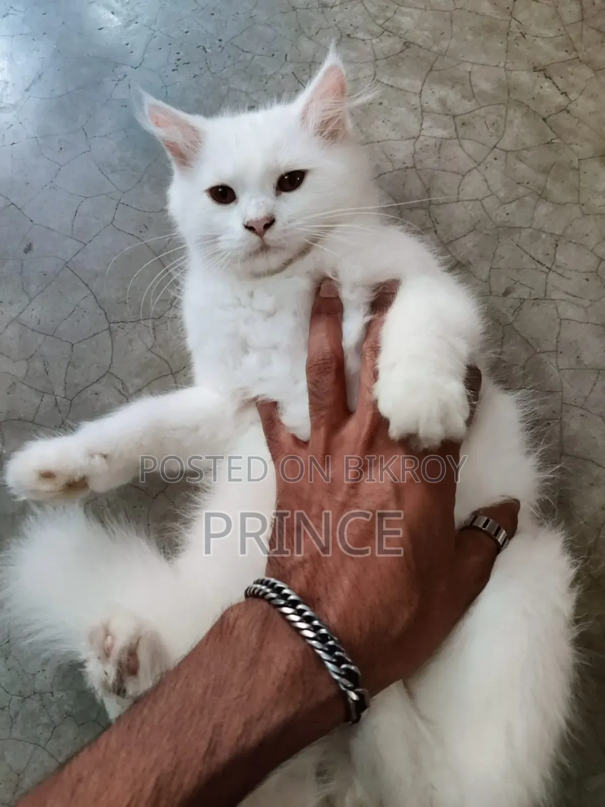 3-6 Months Female Purebred Persian