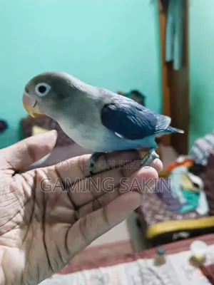 Tame Lovebird Blue Mask Feature