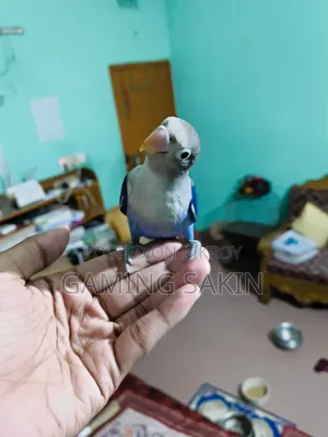 Tame Lovebird Blue Mask Feature