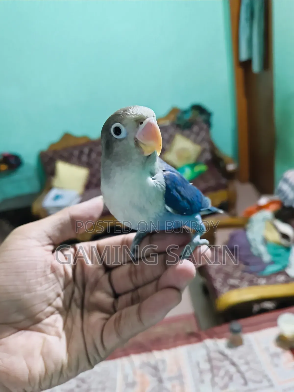 Tame Lovebird Blue Mask Feature