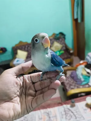 Tame Lovebird Blue Mask Feature