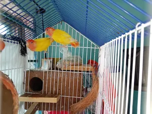 Lovebird Bird