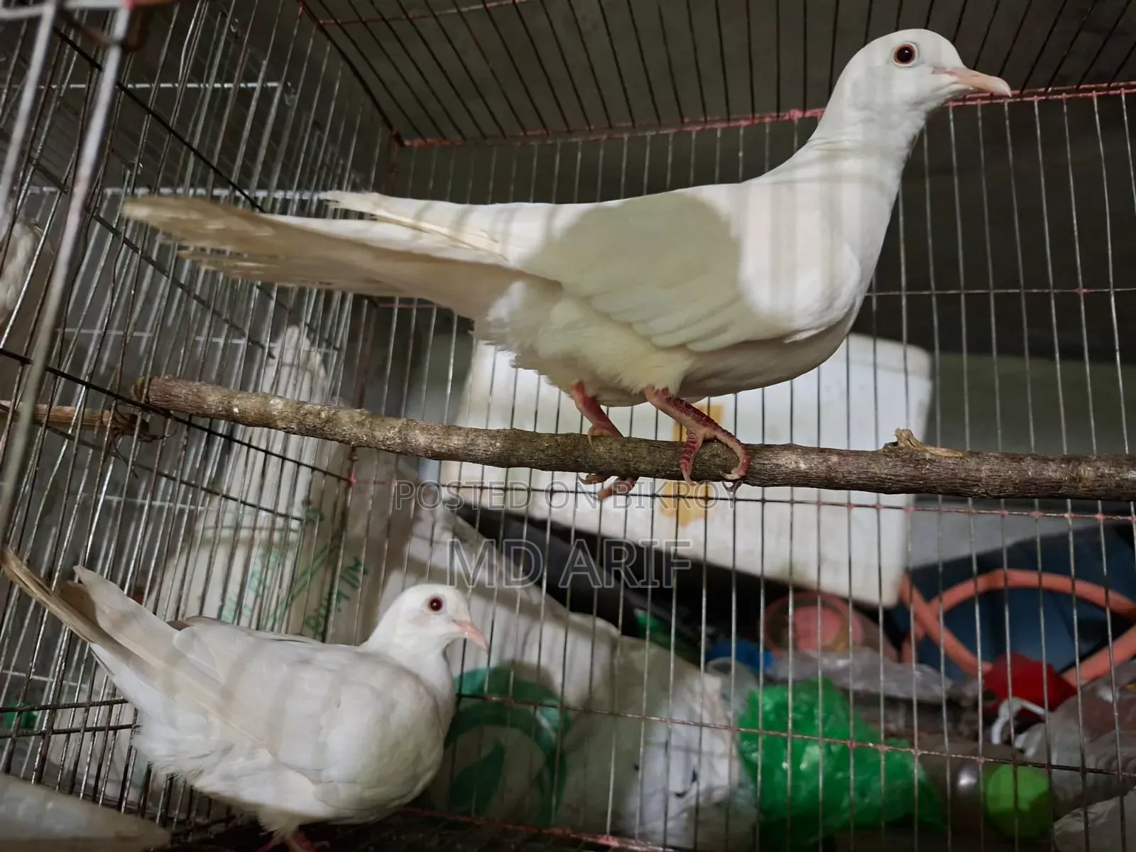 Australian Dove
