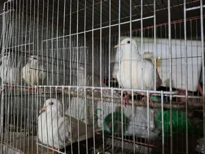 Australian Dove