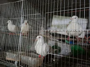 Australian Dove