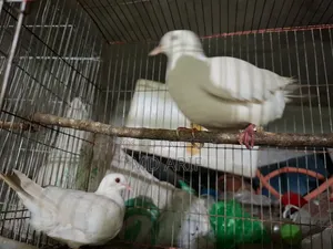 Australian Dove