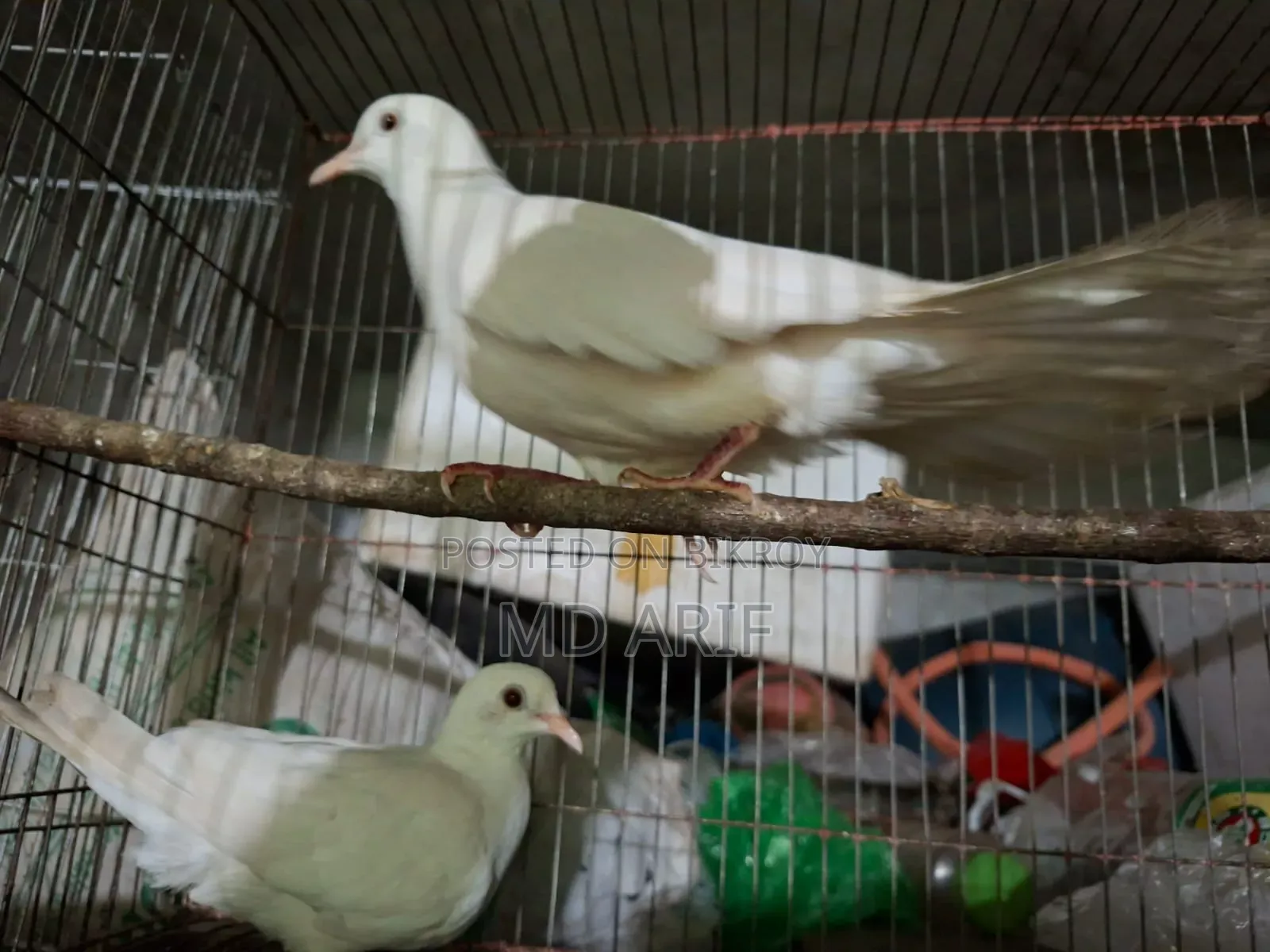 Australian Dove