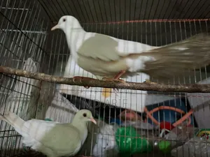 Australian Dove