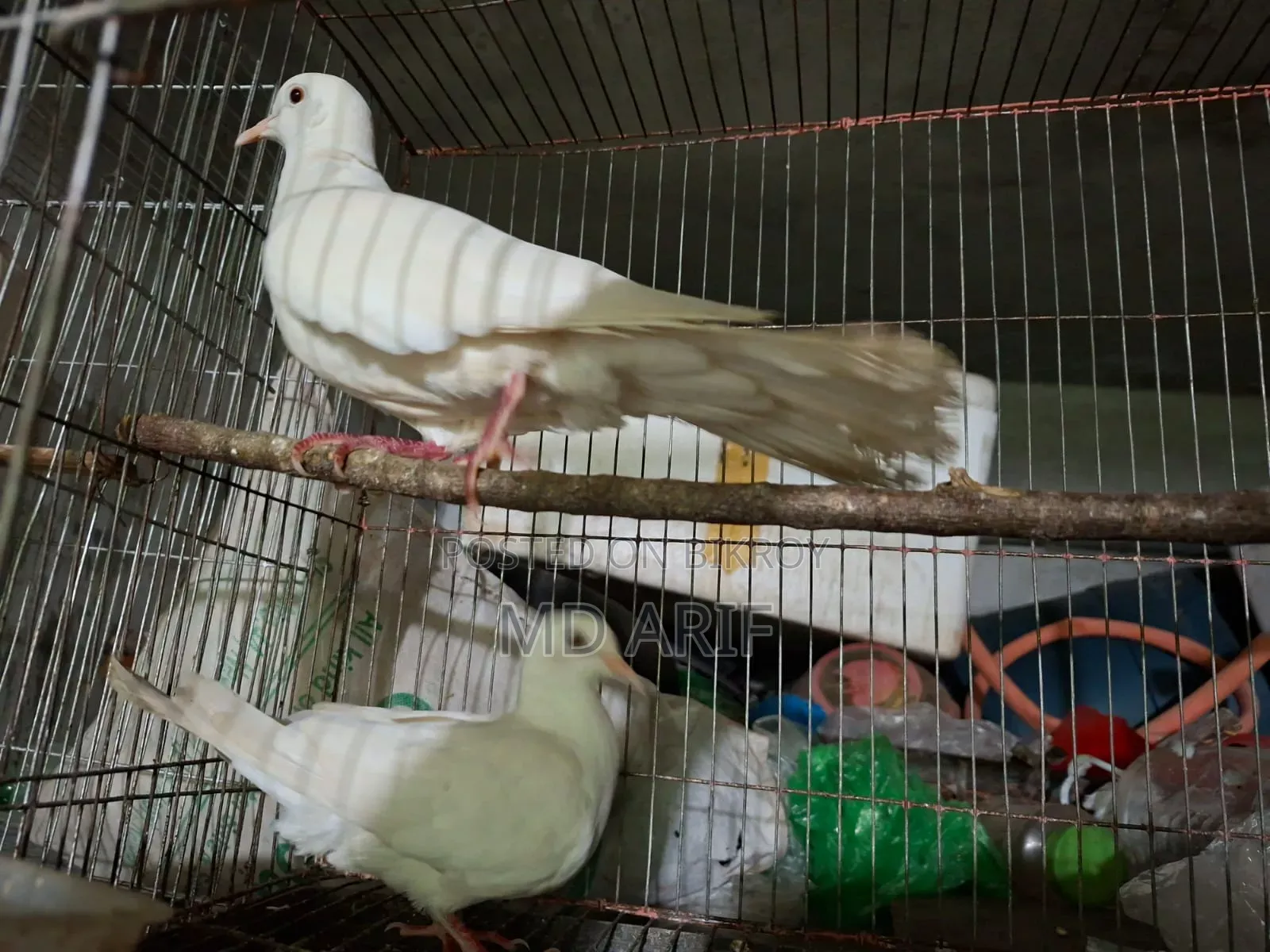 Australian Dove