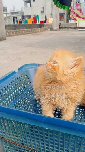 1-3 Months Male Purebred Persian