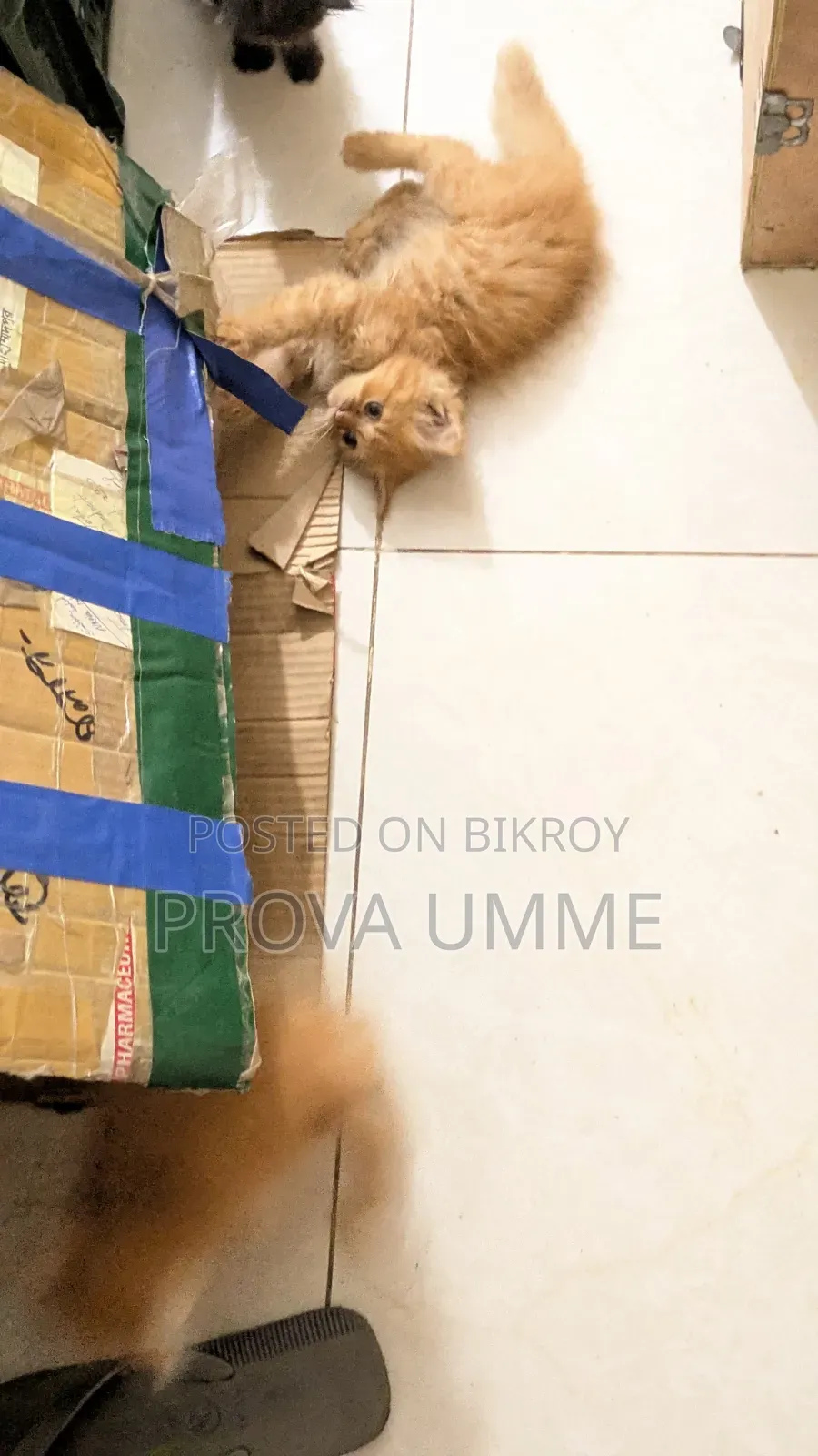 1-3 Months Male Purebred Persian
