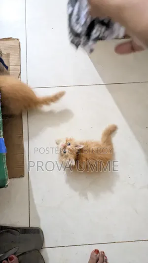 1-3 Months Male Purebred Persian