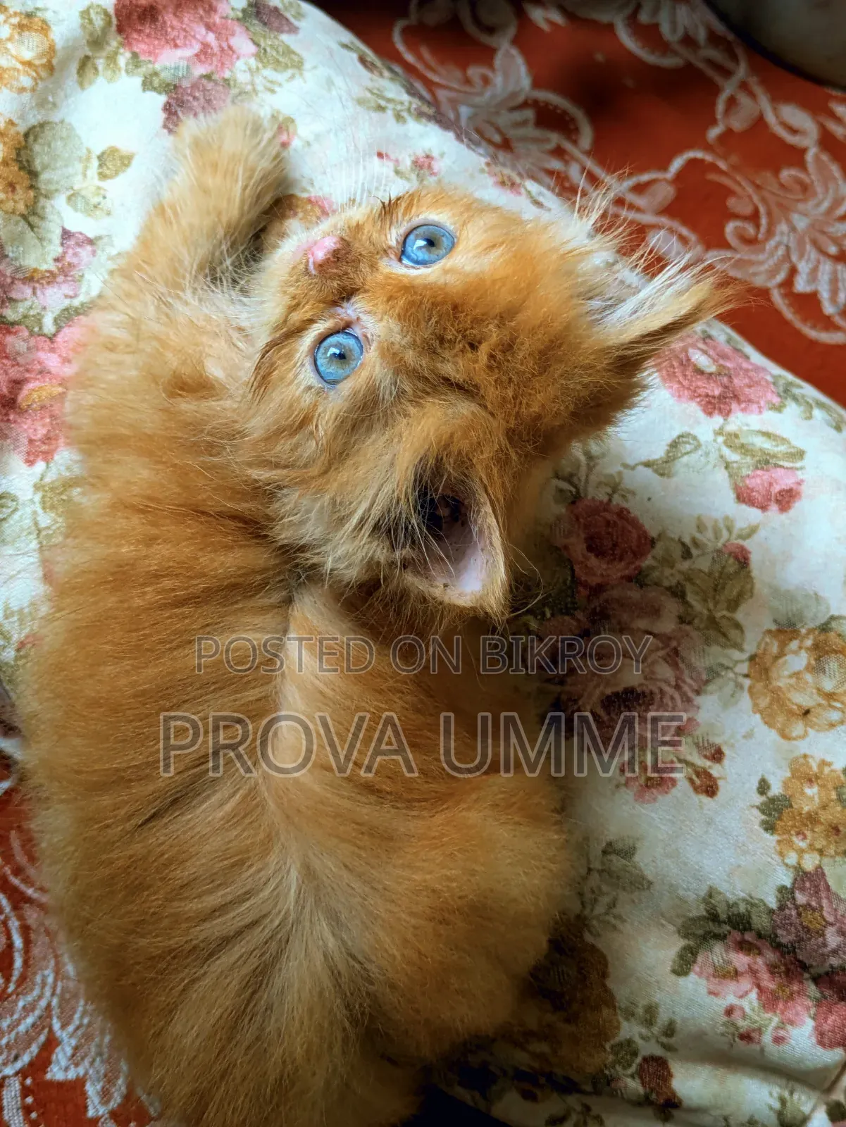 1-3 Months Male Purebred Persian