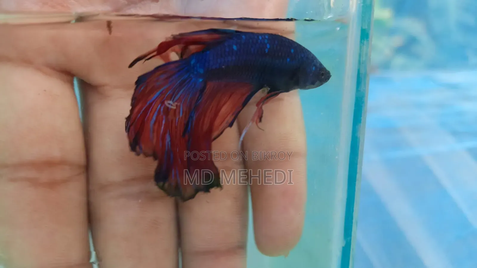 Fighter Fish