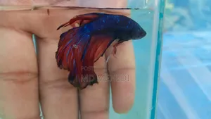 Fighter Fish