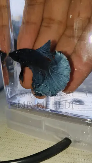 Fighter Fish