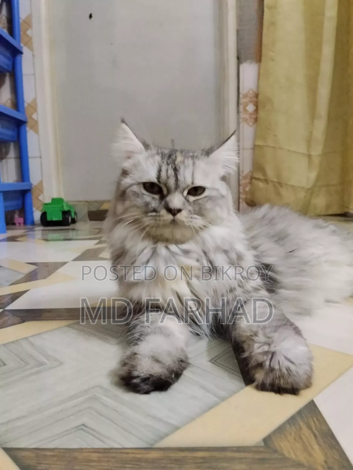 1+ Year Female Purebred Persian