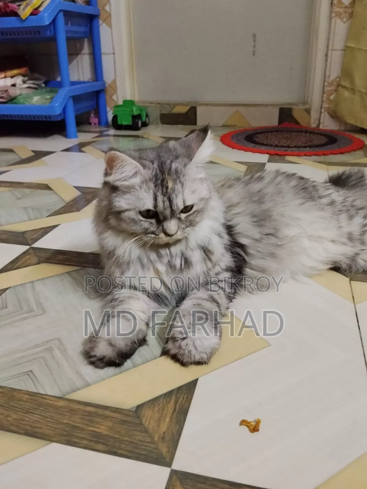 1+ Year Female Purebred Persian