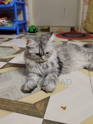 1+ Year Female Purebred Persian
