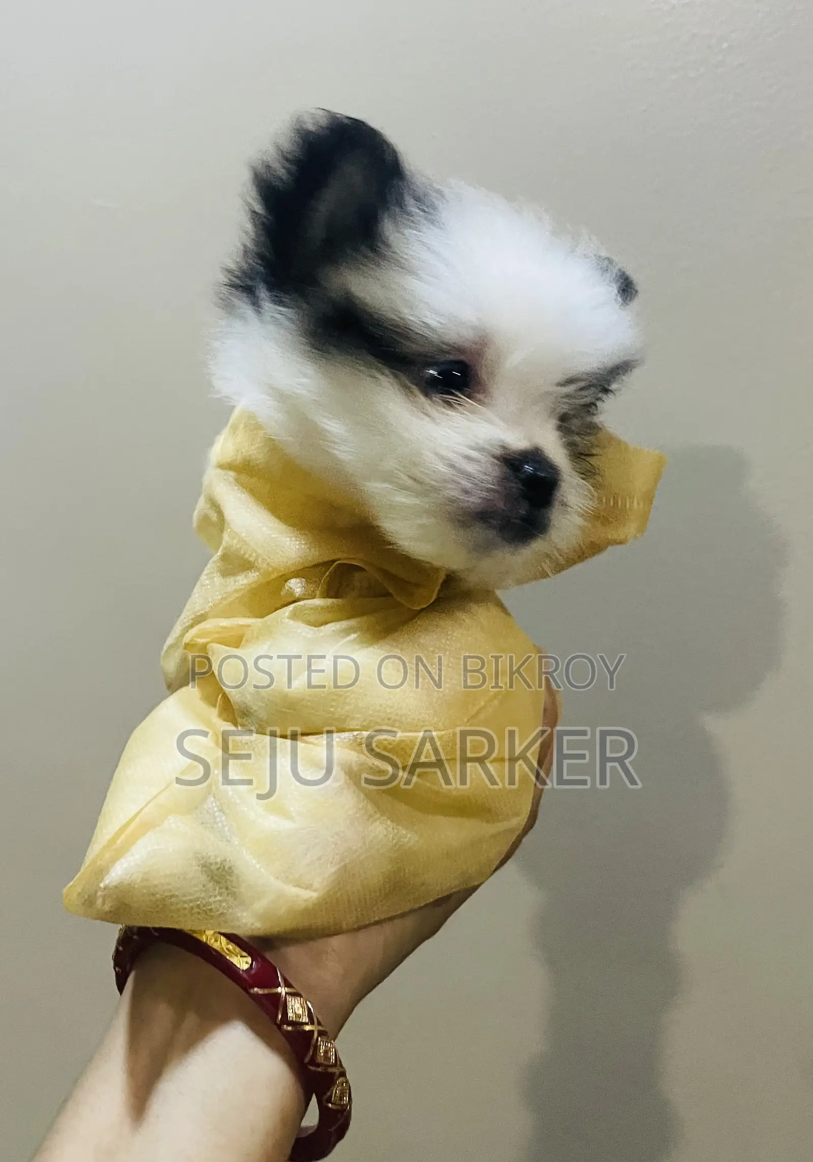 1-3 Months Female Purebred Lhasa Apso