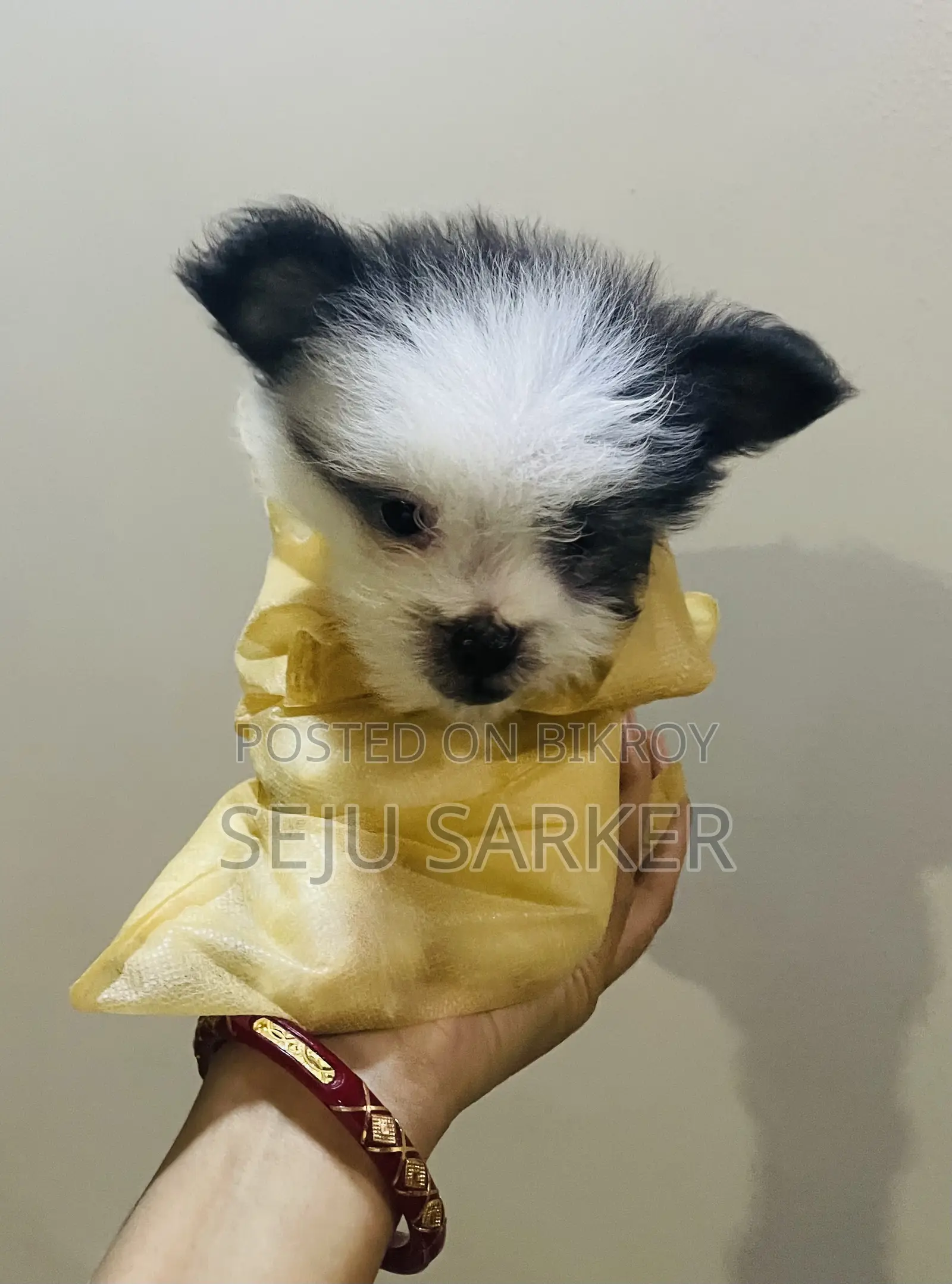 1-3 Months Female Purebred Lhasa Apso