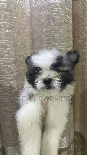 1-3 Months Female Purebred Lhasa Apso