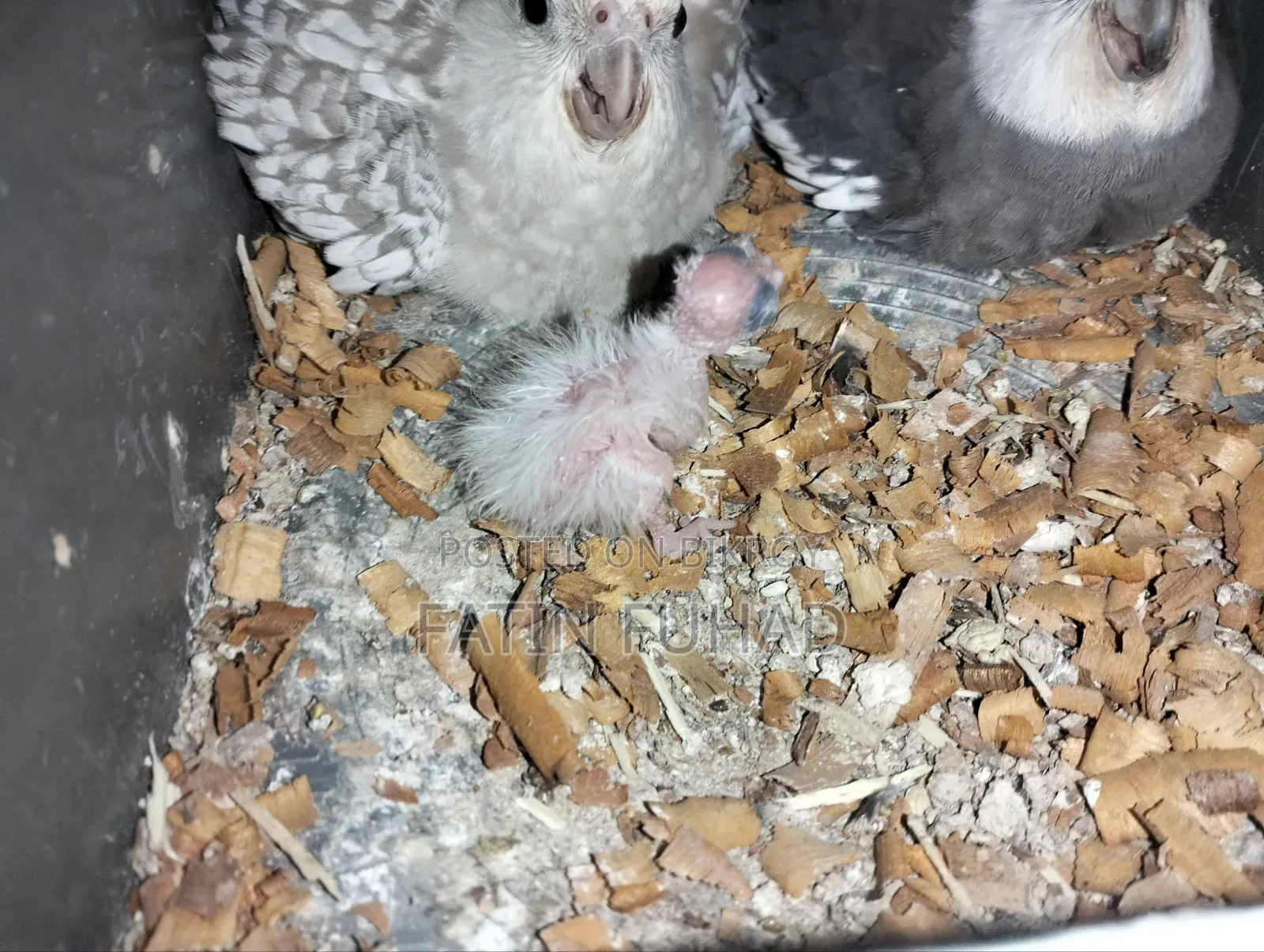 Running Cockatiel