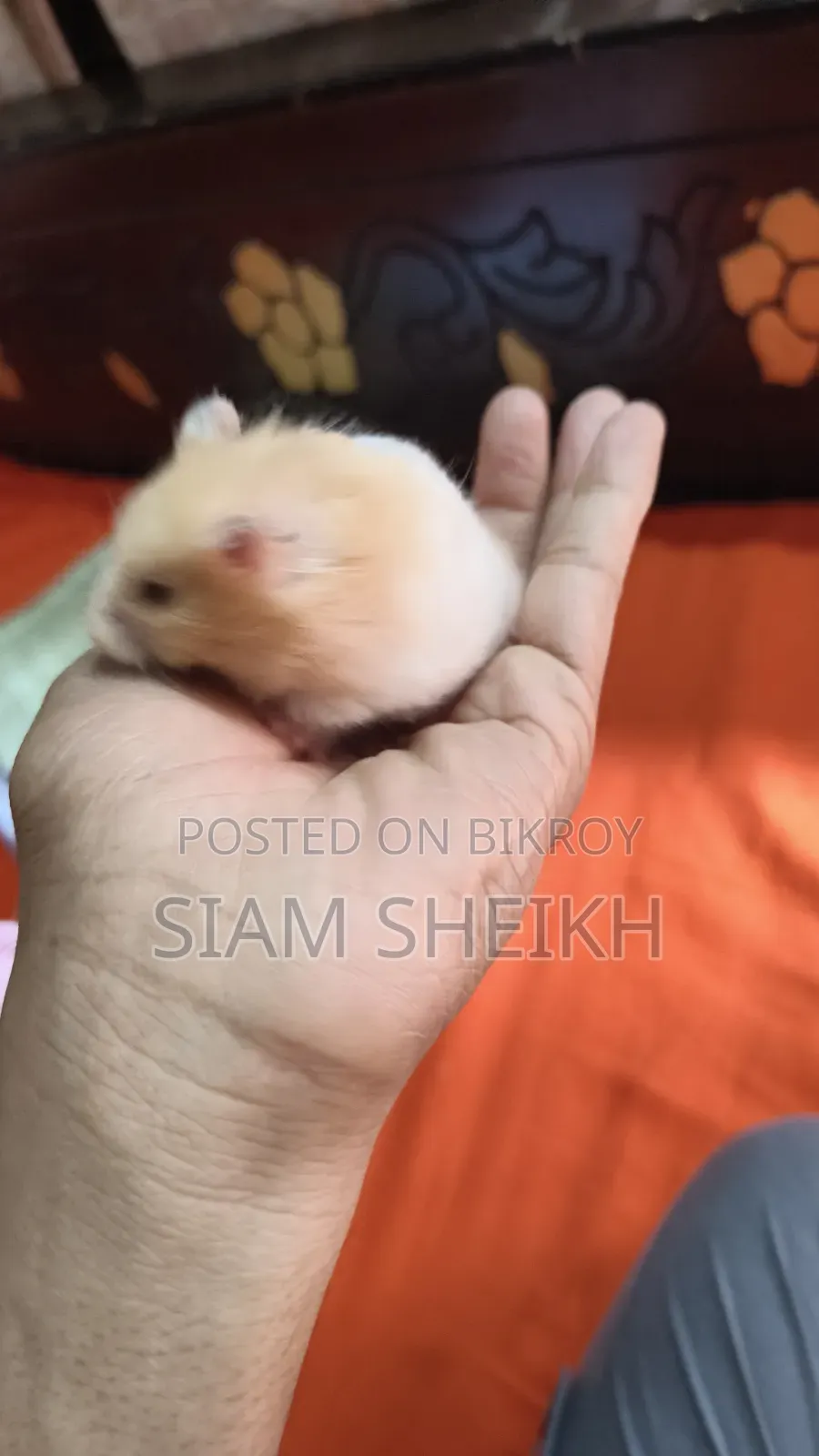 হাই কোয়ালিটির লং হেয়ার সিরিয়াল Hamster