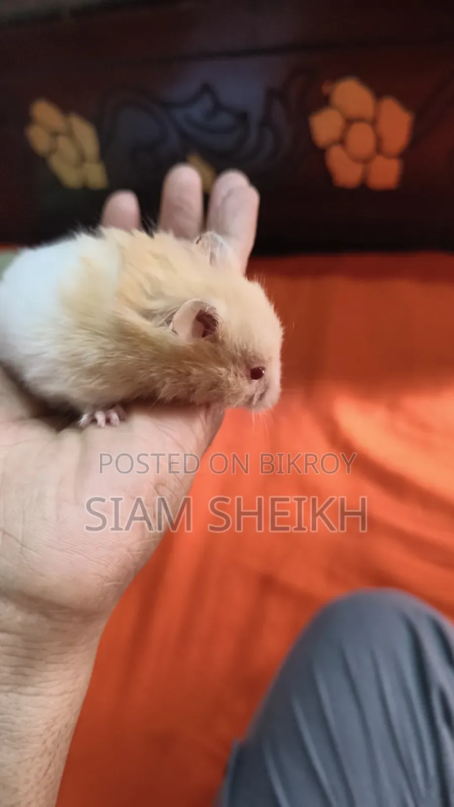 হাই কোয়ালিটির লং হেয়ার সিরিয়াল Hamster